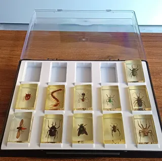 COLECCIÓN BICHOS. 40 Insectos/35fasciculos