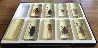 COLECCIÓN BICHOS. 40 Insectos/35fasciculos