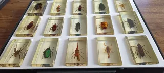 COLECCIÓN BICHOS. 40 Insectos/35fasciculos