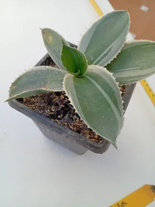 Agave Gypsophila "Ivory Curl"