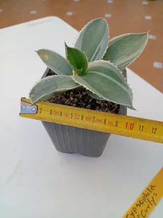 Agave Gypsophila "Ivory Curl"