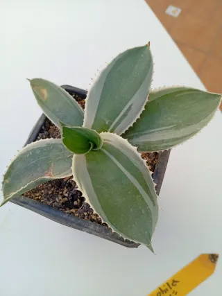 Agave Gypsophila "Ivory Curl"