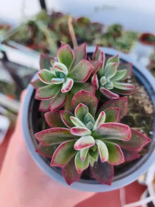 Echeveria pulvinata devotion