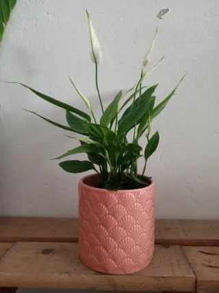 Planta natural Spathipyllum (Cuna de Moisés)