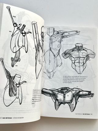 Anatomía artística dibujo cuerpo humano