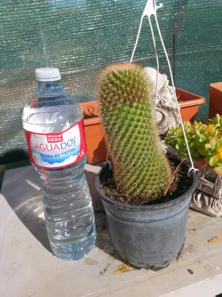 Cactus Mammillaria de 25 cm de altura