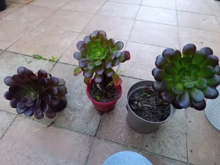 Plantas Aeonium Rosa Negra
