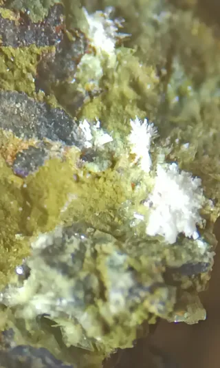 Montgomeryita e Hidroxilapatito Mineral