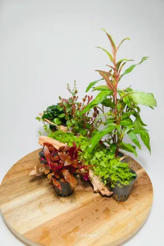 Pack completo plantas acuario para acuario