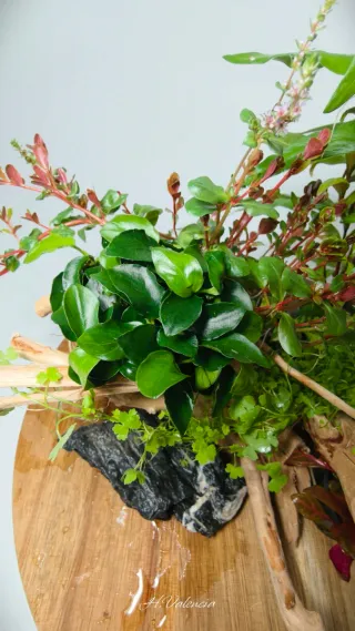 Pack completo plantas acuario para acuario