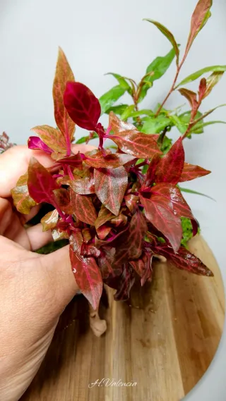 Pack completo plantas acuario para acuario