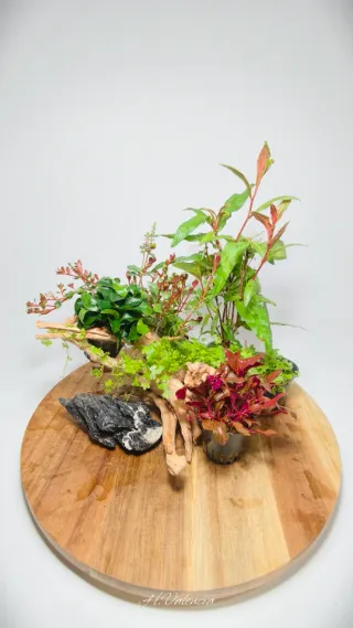 Pack completo plantas acuario para acuario