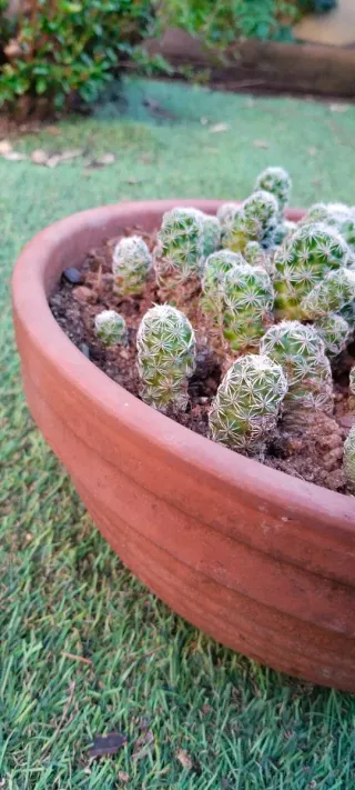 Cactus Mammillaria en maceta de barro