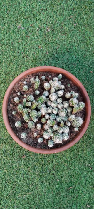 Cactus Mammillaria en maceta de barro