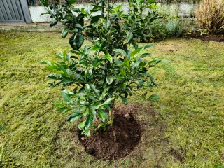 Jardinero en Oleiros, Coruña
