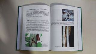 Plagas de insectos en las masas forestales