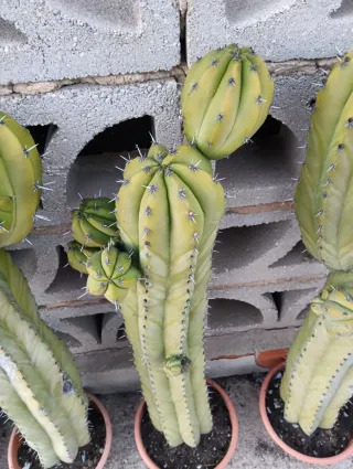 Cactus columnar ramificados