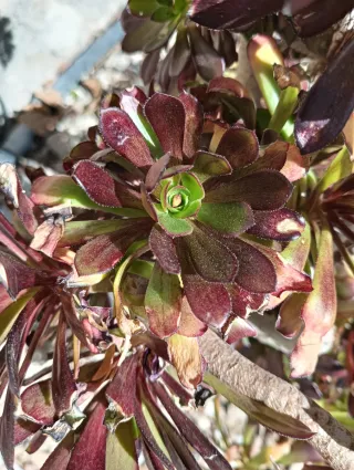Planta suculenta Aeonium negro y rojizo.
