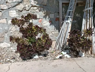 Planta suculenta Aeonium negro y rojizo.