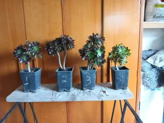 Planta suculenta Aeonium negro y rojizo.