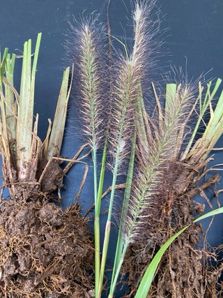 Radice Pennisetum Red Head – ornamentale compatta