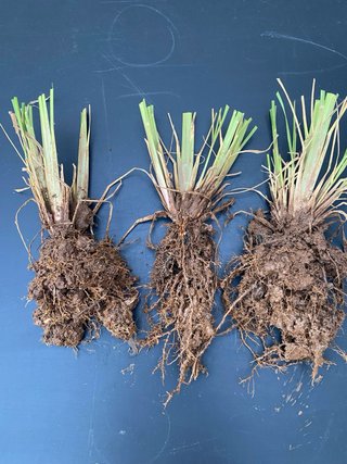 Radice Pennisetum Red Head – ornamentale compatta