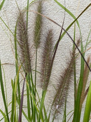 Radice Pennisetum Red Head – ornamentale compatta