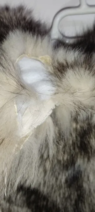 Chaqueta Piel Zorro Talla 42