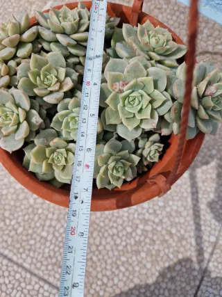 Vaso terracota com planta suculenta