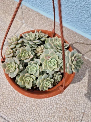 Vaso terracota com planta suculenta