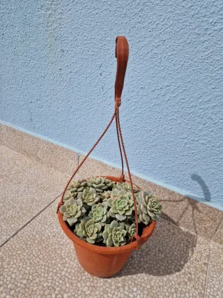 Vaso terracota com planta suculenta