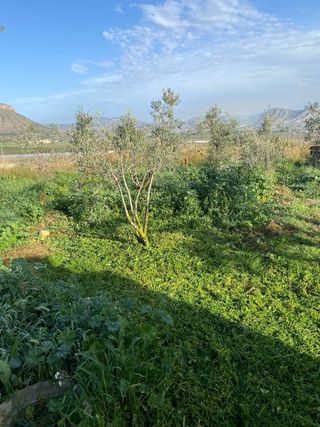 Trabajos de jardineria, desbroce, podas.