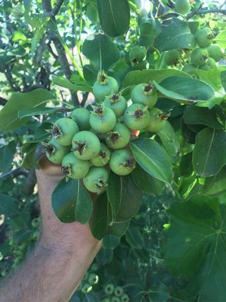 Trabajos de jardineria, desbroce, podas.