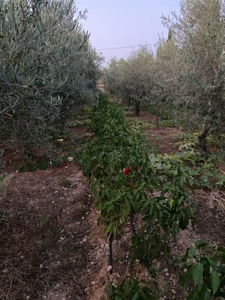 Trabajos de jardineria, desbroce, podas.
