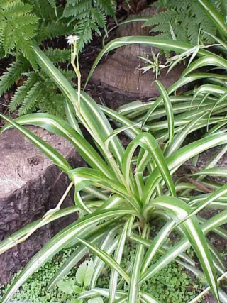 Planta Chlorophytum comosum (Cinta)