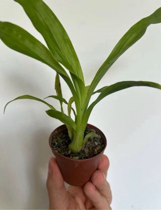 Fredclarkeara After Dark 'SVO Black Pearl' orchid