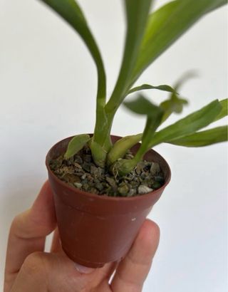 Fredclarkeara After Dark 'SVO Black Pearl' orchid