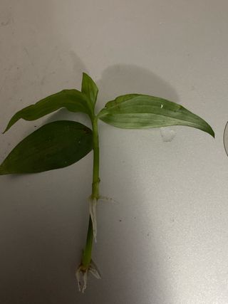 Esqueje de planta con raíces