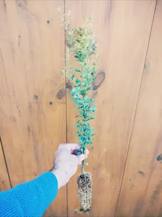 Boj / Buxus 30/45 cm