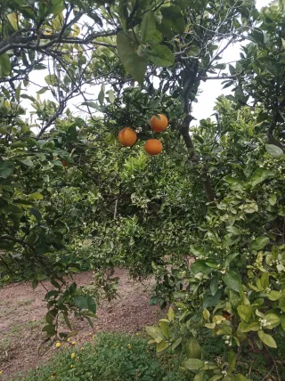 Pack ecológico M.Jesus (Burgos)