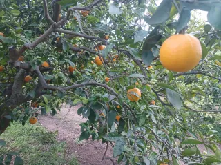 Pack ecológico M.Jesus (Burgos)