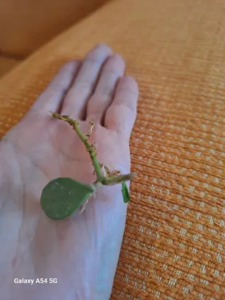 Hoya nummularioides silver