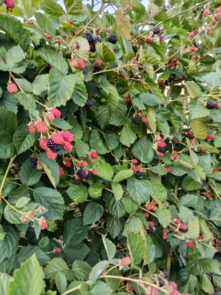 Pack arbustos frutos rojos