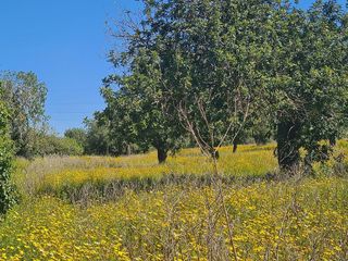 Terreno en venta en Llucmajor Interior en Llucmajor