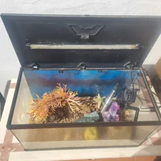 Pecera con decoración Bob Esponja