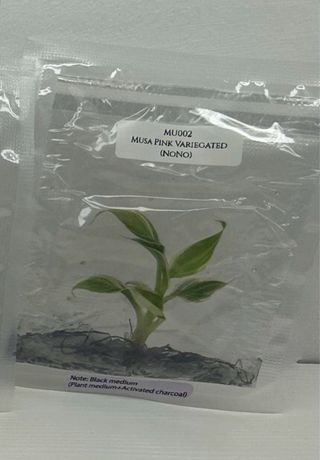 Musa Pink Variegated (Nono) TC