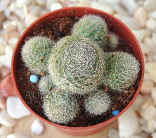 Cacto Rebutia Sunrise vaso 8,5cm