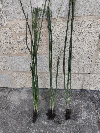 Cola de caballo planta