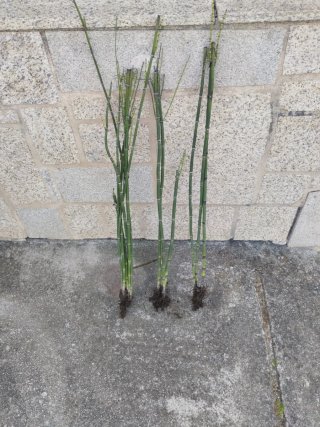Cola de caballo planta