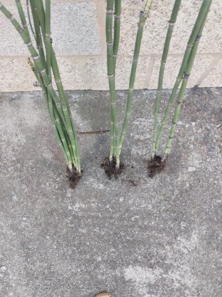 Cola de caballo planta